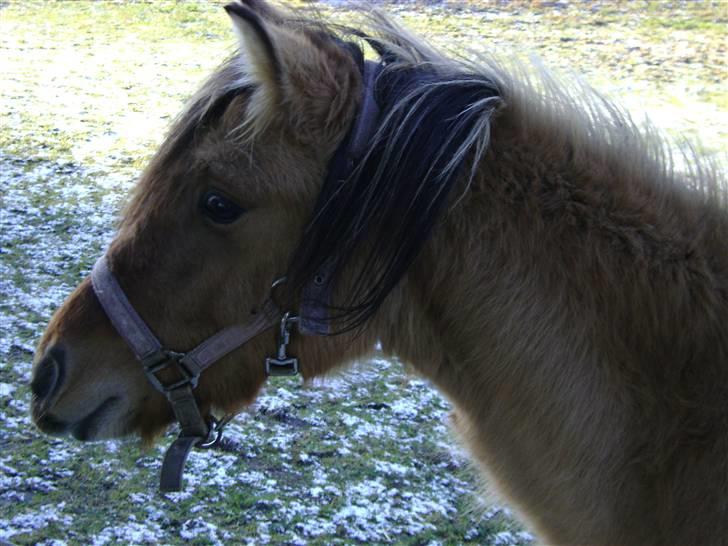 Anden særlig race Roxi billede 3