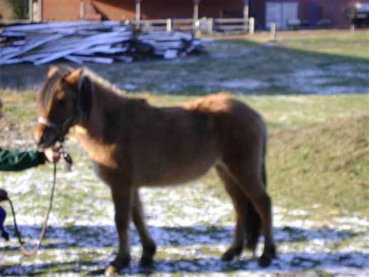 Anden særlig race Roxi billede 4