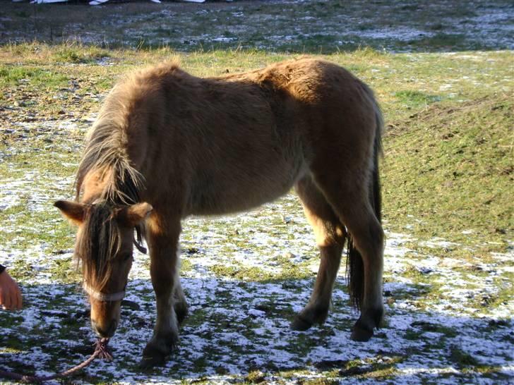 Anden særlig race Roxi billede 5