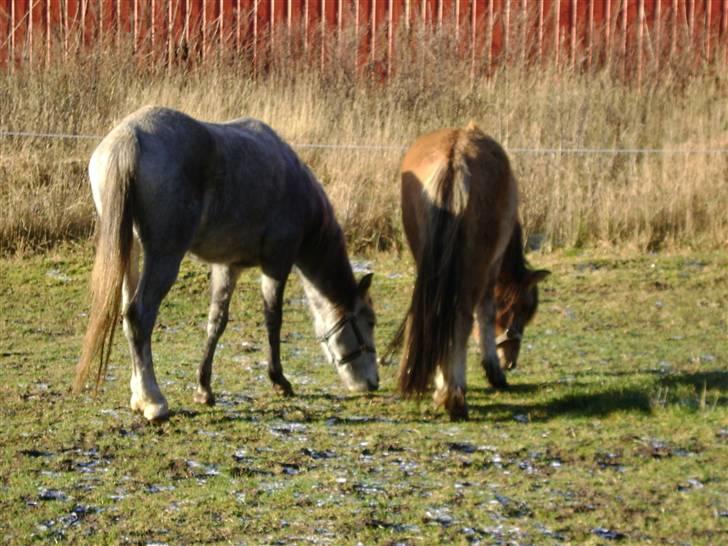 Anden særlig race Roxi billede 6