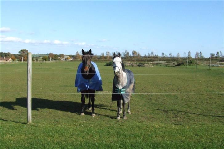 Holstener Calvin Ask - Calvin og Milano står og kigger nysgerrigt sammen billede 2