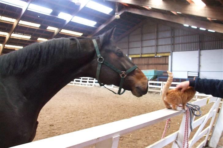 Holstener Calvin Ask - Calvin snuser venligt til katten billede 3
