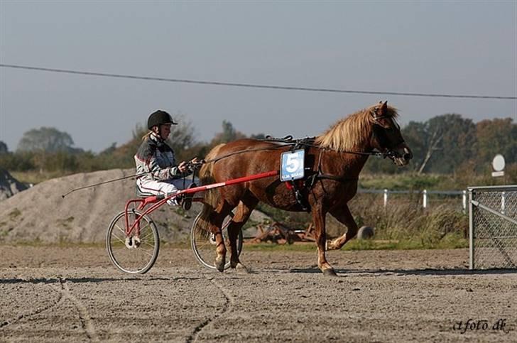 Anden særlig race trunte billede 9