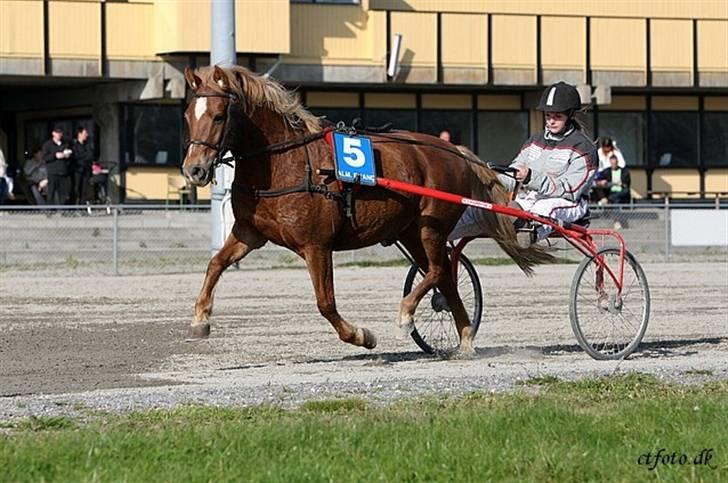 Anden særlig race trunte billede 10