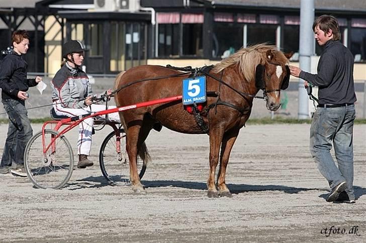 Anden særlig race trunte billede 11