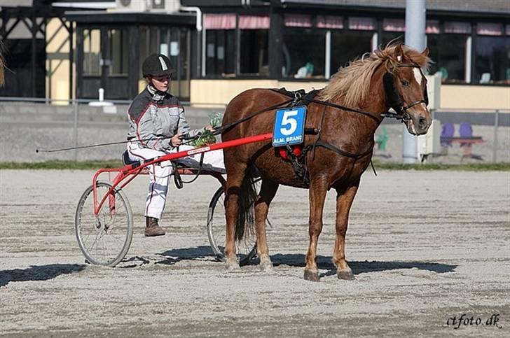 Anden særlig race trunte billede 12