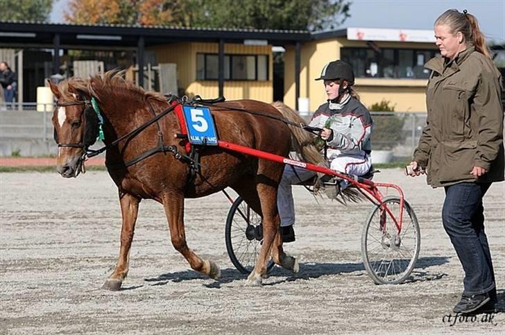 Anden særlig race trunte billede 13