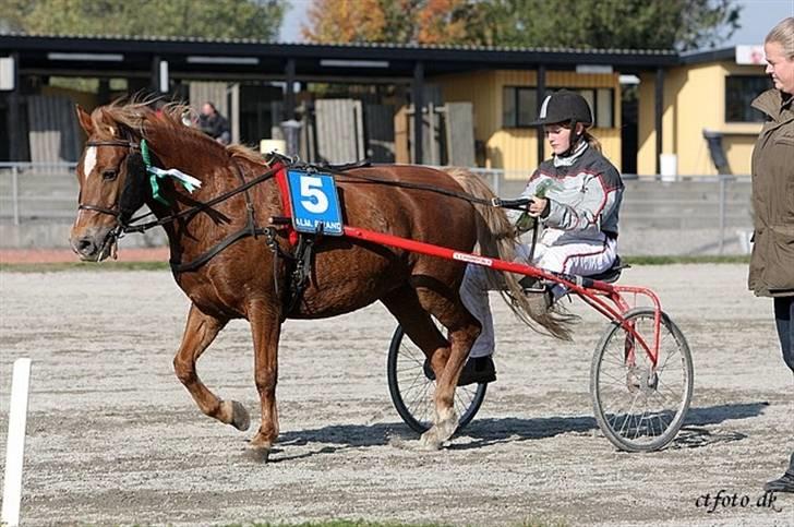 Anden særlig race trunte billede 14
