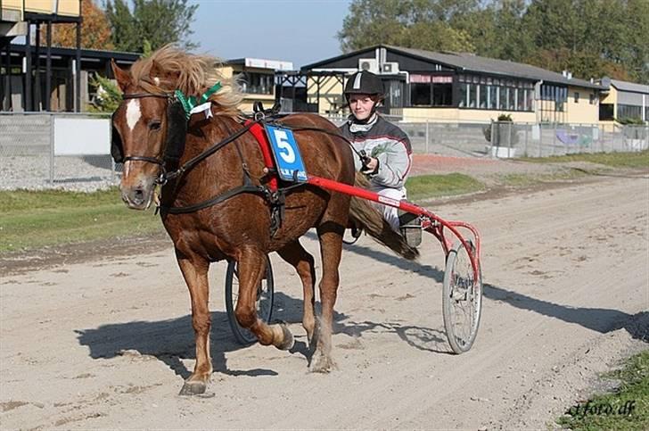 Anden særlig race trunte billede 15