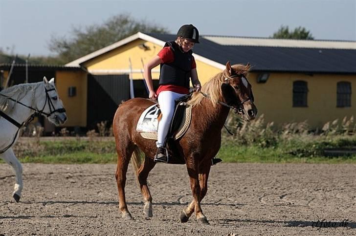 Anden særlig race trunte billede 16