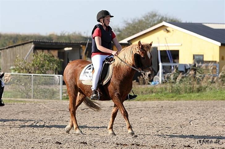 Anden særlig race trunte billede 17