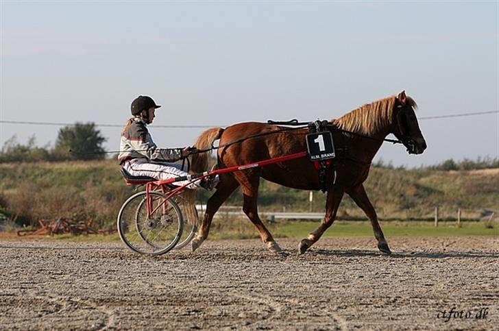 Anden særlig race trunte billede 18