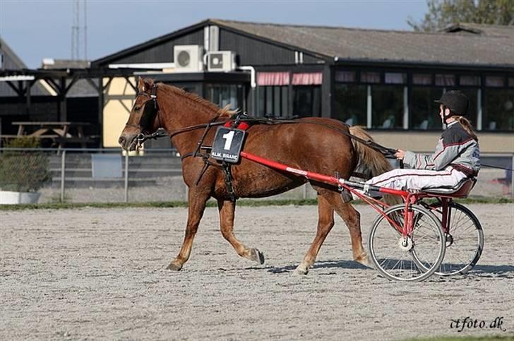 Anden særlig race trunte billede 19