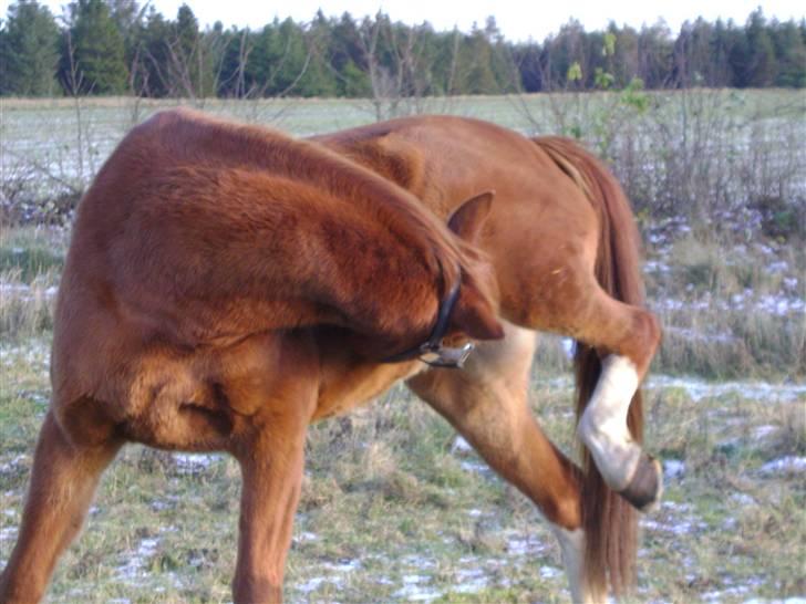 Anden særlig race Aros min nye Røde. - arr det kløer billede 9
