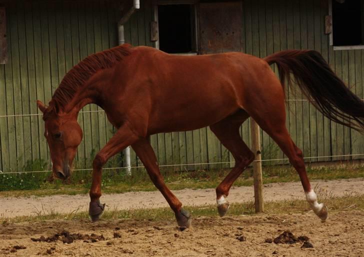 Dansk Varmblod RDH Karisma Knudsgaard  †RIP† - mig på folden, ihh jeg er lækker foto:mig billede 14