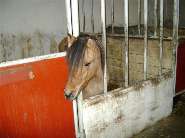 Anden særlig race Roxi billede 8