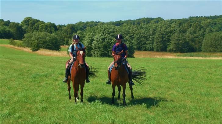 Anden særlig race Kalif billede 13