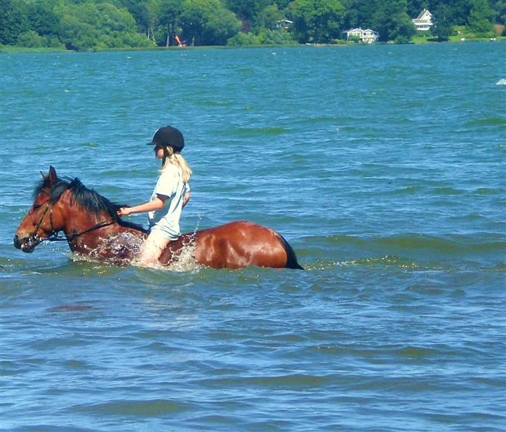 Anden særlig race Kalif billede 14