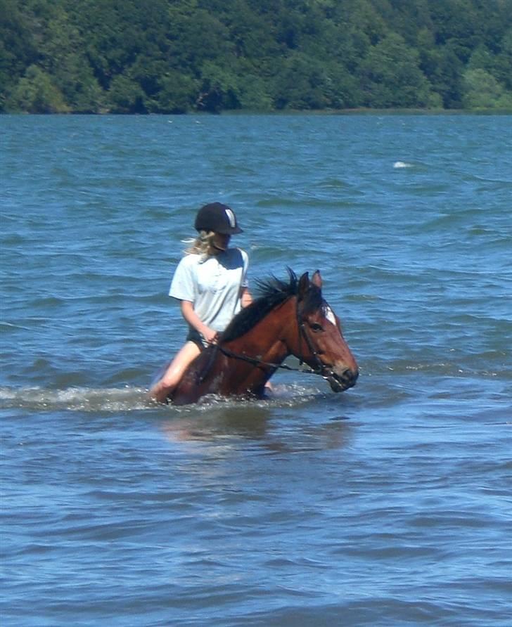 Anden særlig race Kalif billede 15
