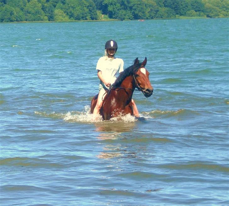 Anden særlig race Kalif billede 16