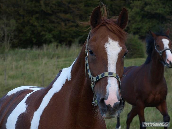 Hollandsk Sportspony Roma - hej smukke.. billede 14