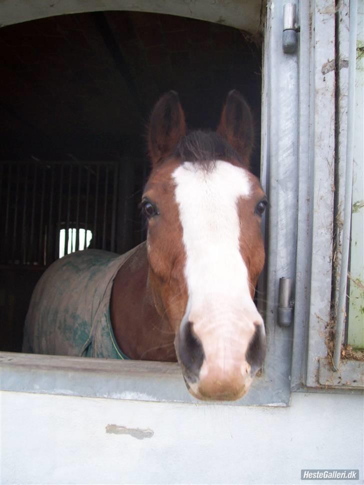 Anden særlig race Rocky - B-pony SOLGT - Lille pus:) billede 13