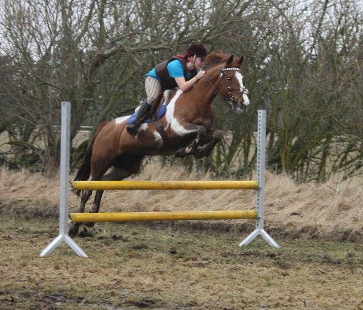 Hollandsk Sportspony Roma - spring. billede 15