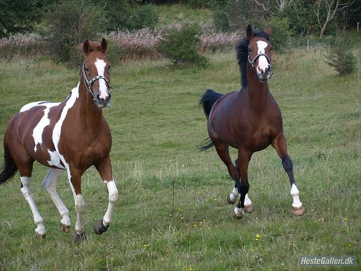 Hollandsk Sportspony Roma - roma og fons. billede 16