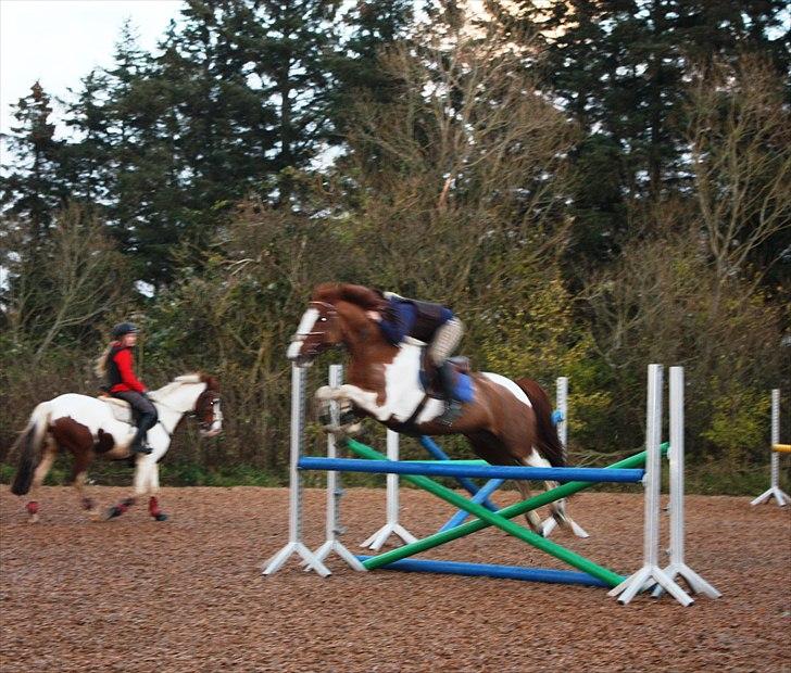 Hollandsk Sportspony Roma - undervisning. billede 17