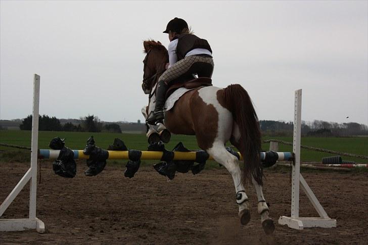 Hollandsk Sportspony Roma - god røv (-;. billede 19