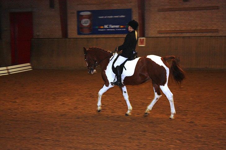 Hollandsk Sportspony Roma - dressur stævne. billede 20