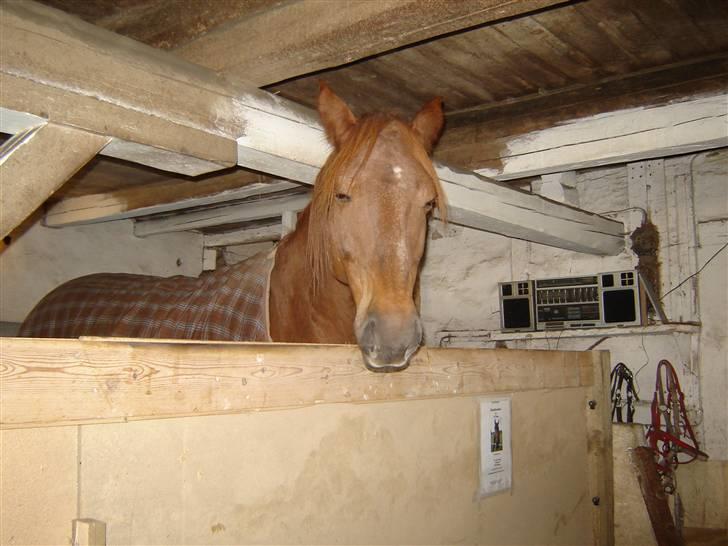 Anden særlig race Junker (Himmelhest) - Junker er meget træt og håber at han så kan slippe for at komme ud billede 1