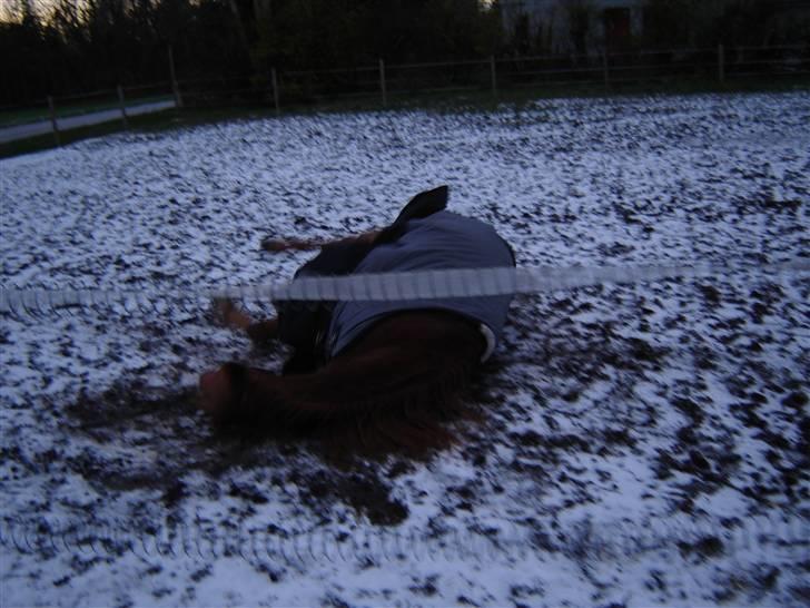 Anden særlig race Junker (Himmelhest) - Det er dejligt at rulle sig i sneen efter en lille ridetur. billede 2