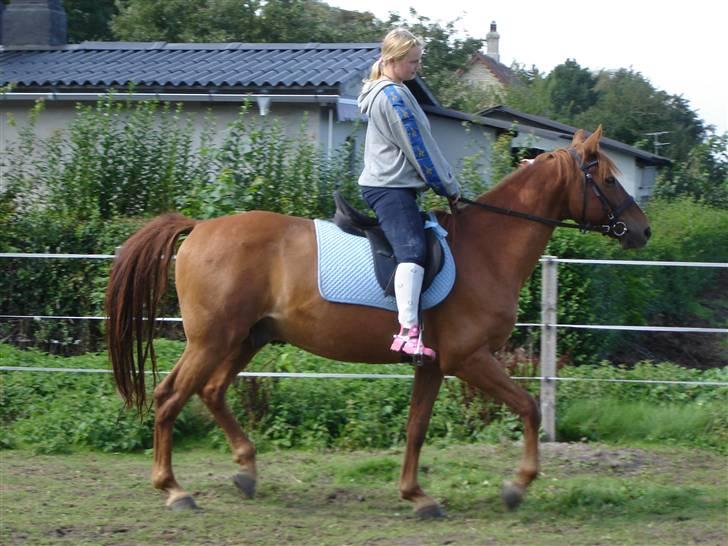 Anden særlig race Junker (Himmelhest) - er glad for at trave lidt billede 4