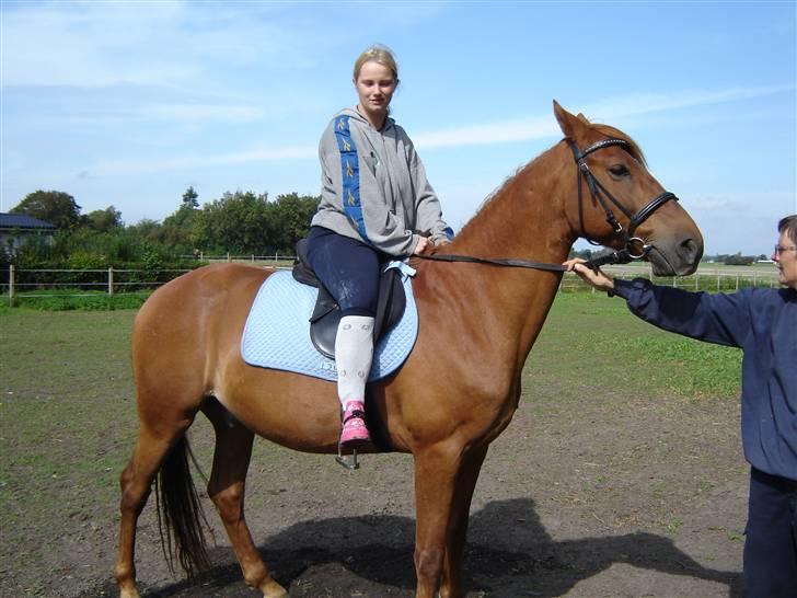 Anden særlig race Junker (Himmelhest) - hvis jeg er sur gider hun nok ikke ride på mig. billede 5