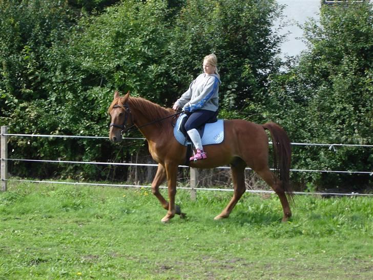 Anden særlig race Junker (Himmelhest) - har fundet ud af hun holder øje med hvordan jeg går billede 6