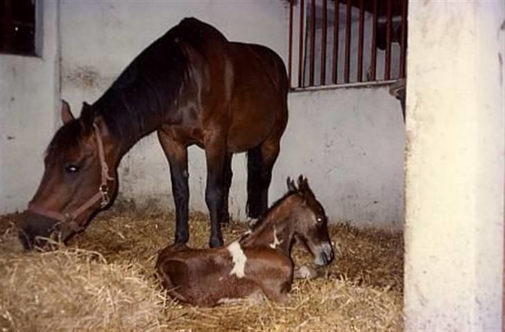 Anden særlig race Lille Karlshøj's Theo - Theo som nyfødt :)  Med moren lucy fire billede 13