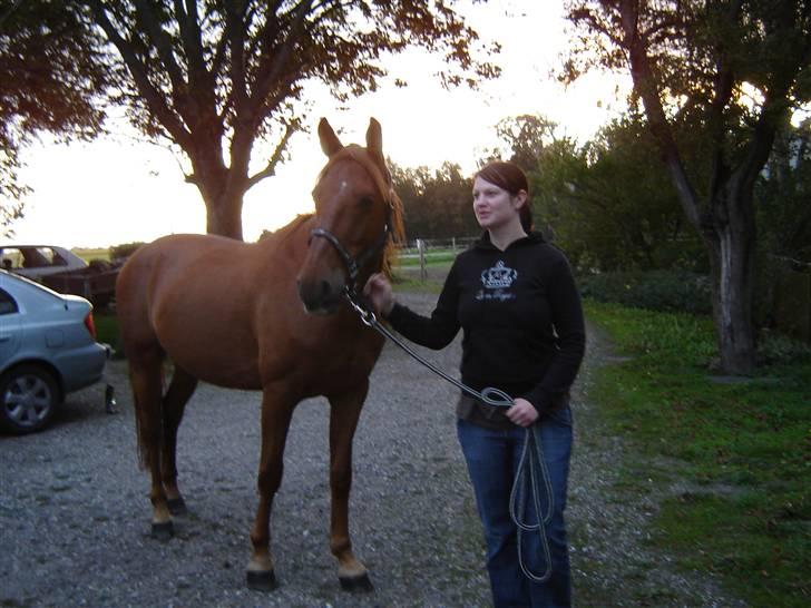 Anden særlig race Junker (Himmelhest) - Det er første gang min "moster" står med sådan en stor hest som mig. billede 8