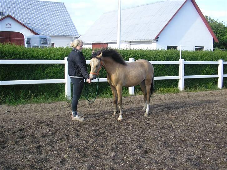 Welsh Mountain (sec A) Meadows Betty Blue - Betty smukke smukke føl Bailey II Blue fra 08. fotoet er fra maj09 billede 14