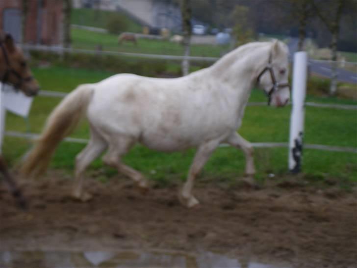 Welsh Mountain (sec A) Meadows Betty Blue billede 15