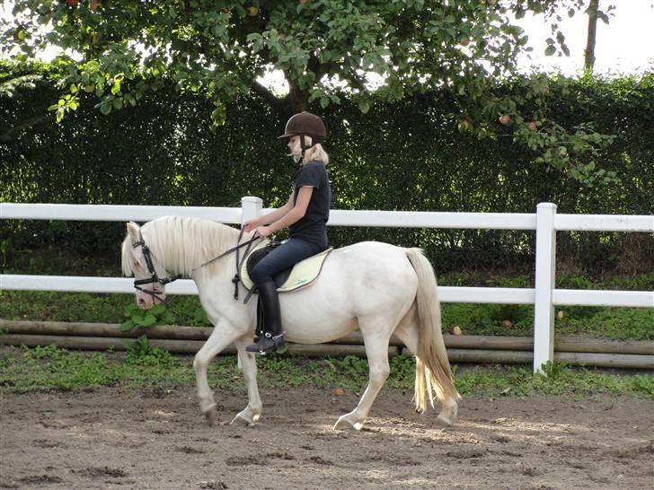 Welsh Mountain (sec A) Meadows Betty Blue - Betty under rytter sep09 billede 17