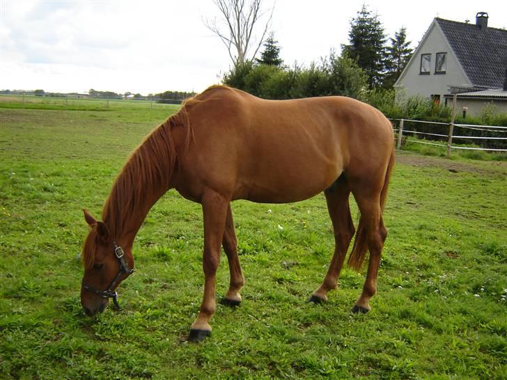 Anden særlig race Junker (Himmelhest) - så er der dømt rent afslapning :-) billede 9