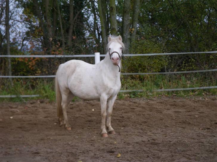 Welsh Mountain (sec A) Meadows Betty Blue billede 18