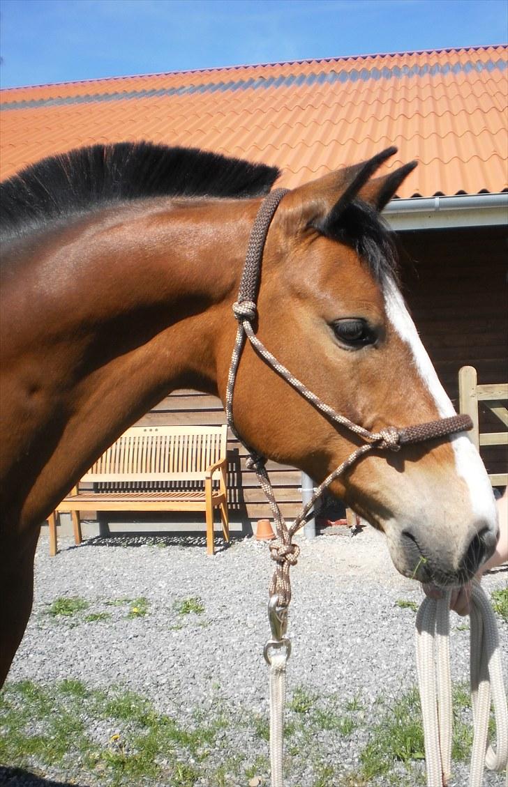 Hollandsk Sportspony Macho <3 R.I.P. baby <3 - Velkommen til Machos profil :) billede 1