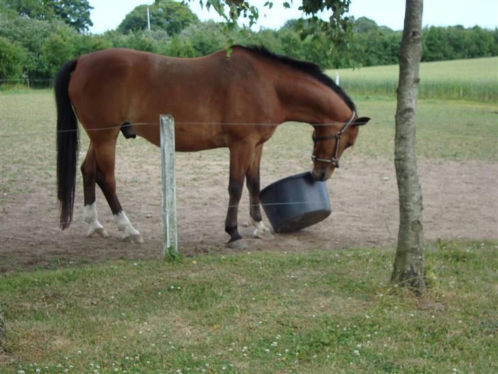Holstener Ravell billede 2
