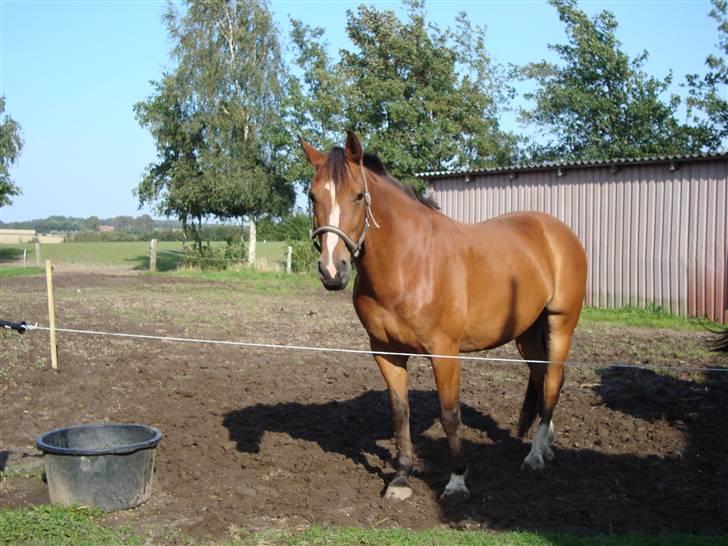 Holstener Ravell billede 5