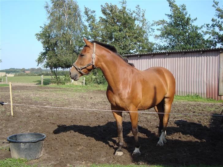 Holstener Ravell billede 7