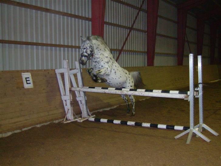 Knabstrupper Charmeur *solgt* billede 17