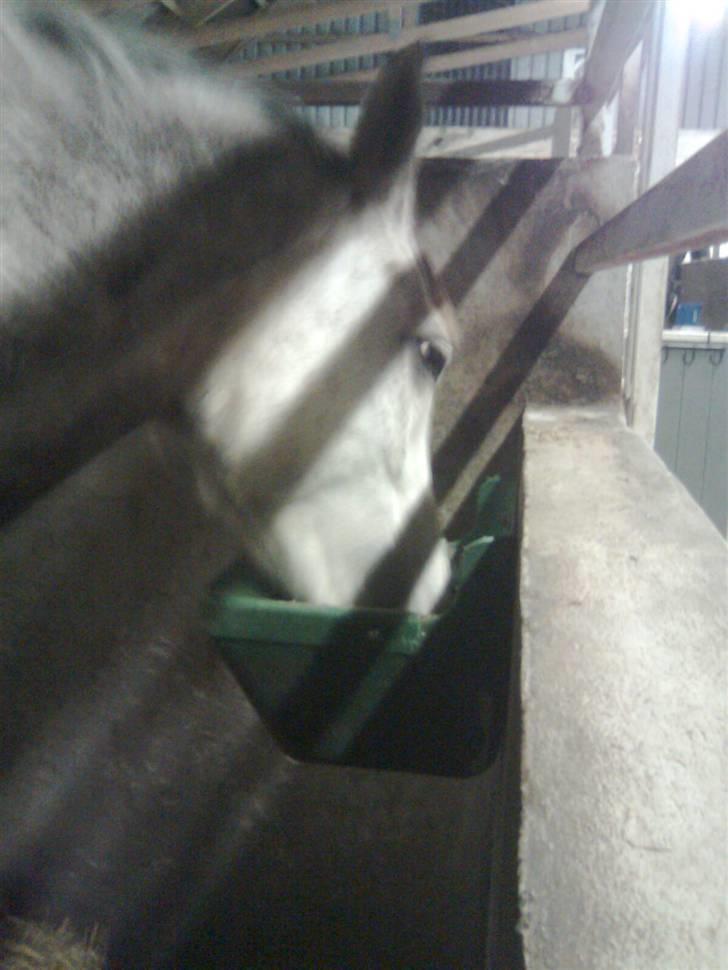 Anden særlig race Happy dane solgt billede 13