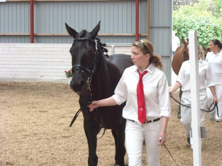 Oldenborg Rokas Noir - Kåring (2009) billede 4